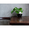 Concrete wall finish / Concrete effect plaster 20 kg - Light grey - Co